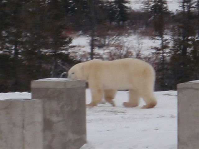 polar bears on construction site at Churchill Northern Research